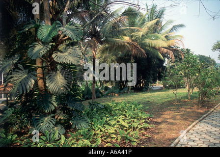 Cina Yunnan, Xishuangbanna, Jinghong, fiore tropicale & Pianta giardino lussureggiante vegetazione Foto Stock