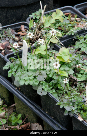 Bittercress Cardamine hirsuta è una seccatura quando si fa crescere le piante in vaso Foto Stock