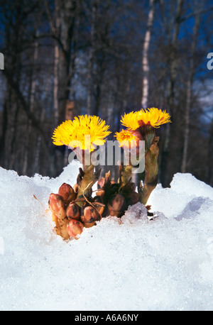 Inizio della primavera fiore Foto Stock