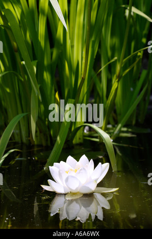 Sola acqua giglio Nymphaeaceae Foto Stock