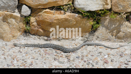 Un piccolo serpente grigio eventualmente un uovo rombica eater Dasypeltis scabra Foto Stock