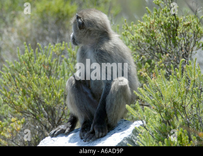 Un Chacma Baboon Papio ursinus noto anche come babbuino del capo si siede su una roccia Foto Stock