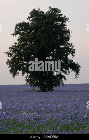 Un albero di quercia Quercus robur cresce in un campo di fiori blu di bugloss Echium specie Foto Stock