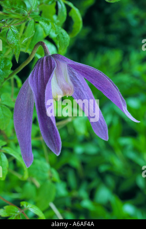 La clematide alpina Frances Rivis Foto Stock