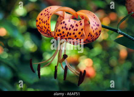Lilium tigrinum, Tiger lily Foto Stock