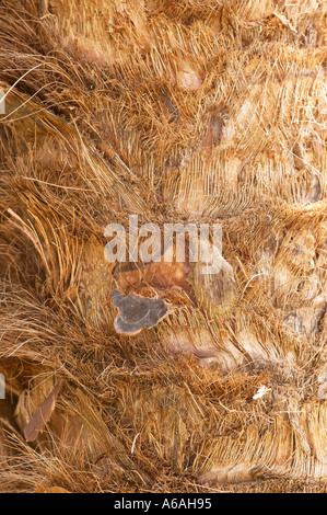 Close up marrone tronco fibroso del Chusan Palm. Nome latino trachycarpus fortunei Foto Stock