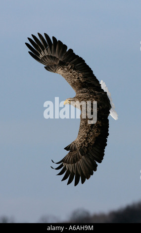 White Tailed sea eagle Haliaeetus albicilla Giappone Foto Stock