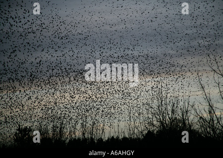 Starling Sturnus vulgaris Staffordshire REGNO UNITO posatoio Foto Stock