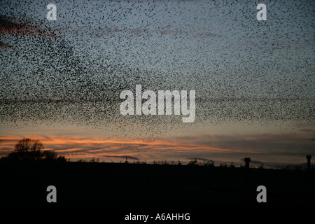 Starling Sturnus vulgaris Staffordshire REGNO UNITO posatoio Foto Stock