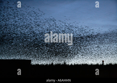 Starling Sturnus vulgaris Staffordshire REGNO UNITO posatoio Foto Stock