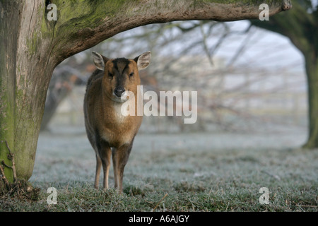 Reeve's muntjac Muntiacus reevesi femmina, Midlands R.U. Foto Stock