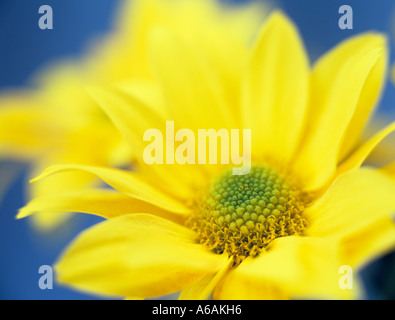 Fiore singolo crisantemo giallo "Bora' Fiore in stretta contro uno sfondo blu Foto Stock