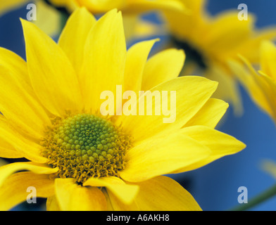 Fiore singolo crisantemo giallo "Bora' Fiore in stretta contro uno sfondo blu Foto Stock