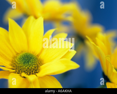 Fiore singolo crisantemo giallo "Bora' focalizzata sul centro del fiore in primo piano in stretta contro un 'sfondo blu" Foto Stock