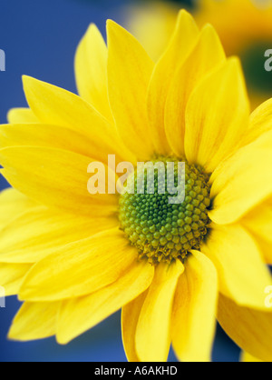 Fiore singolo crisantemo giallo "Bora" in stretta contro uno sfondo blu Foto Stock