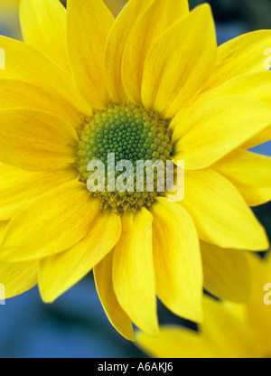 Fiore singolo crisantemo giallo "Bora' focalizzata sulla vista frontale del fiore in primo piano in stretta contro uno sfondo blu Foto Stock