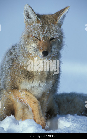 Gray Fox seduta nella neve con testa e corpo spolverato di neve e di una zampa anteriore sollevato Foto Stock