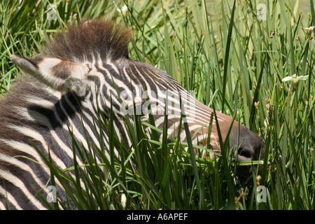 Chapman's zebra, Equus burchelli chapmani Foto Stock