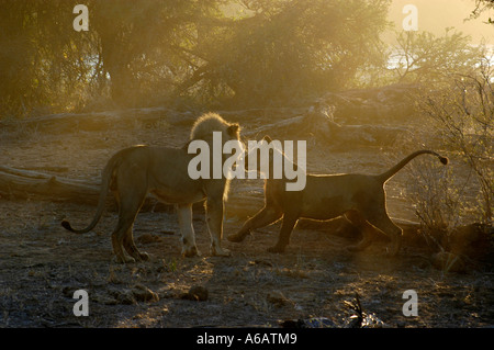 Un maschio e femmina in Lion la mattina di sole in Bufalo Springs Riserva nazionale del Kenya. Foto Stock