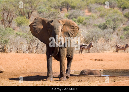 Arrabbiato dell' elefante africano mucca cercando di salvare i giovani vitelli da waterhole Tsavo ovest del Parco Nazionale del Kenya Foto Stock