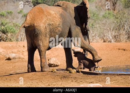 Cow elephant cercando in suo soccorso i giovani vitelli da acqua artificiale foro nel Tsavo ovest del Parco Nazionale del Kenya Foto Stock