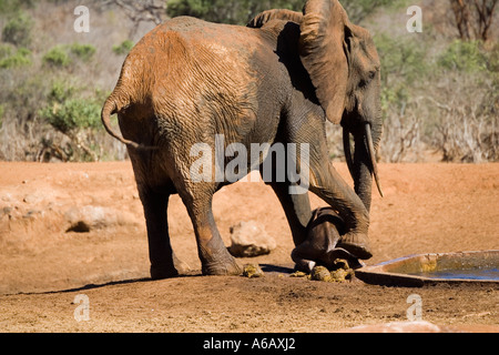 Cow elephant cercando in suo soccorso i giovani vitelli da acqua artificiale foro nel Tsavo ovest del Parco Nazionale del Kenya Foto Stock