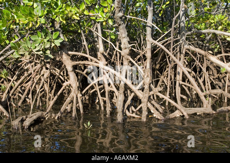 Prop radici di mangrovie rosso lungo la costa di Isola di Manda vicino a Lamu Kenya Foto Stock