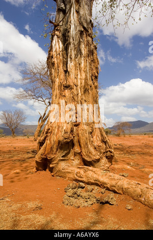 Baobab che mostra la corteccia strappato da elephant Tsavo ovest del Parco Nazionale del Kenya Foto Stock