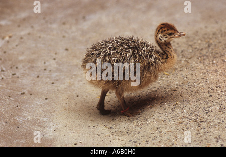 Ostrich - chick / Struthio camelus Foto Stock