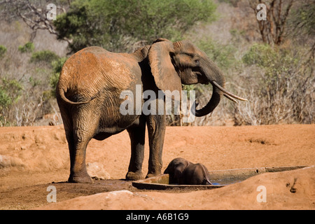 Elefante africano mucca cercando di rescue 4 mese di vitello vecchia a partire da un foro di acqua in Tsavo ovest del Parco Nazionale del Kenya Foto Stock