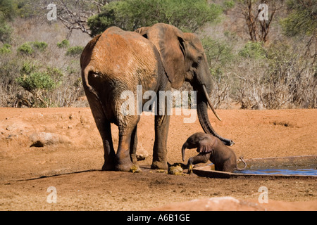 Elefante africano mucca cercando di rescue 4 mese di vitello vecchia a partire da un foro di acqua in Tsavo ovest del Parco Nazionale del Kenya Foto Stock