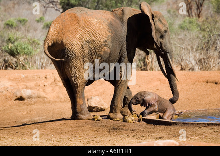 Elefante africano mucca cercando di rescue 4 mese di vitello vecchia a partire da un foro di acqua in Tsavo ovest del Parco Nazionale del Kenya Foto Stock