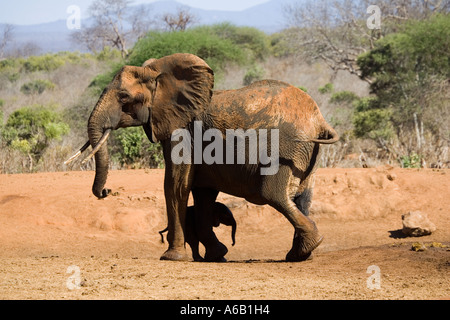 Elefante africano mucca con 4 mese di vitello vecchia che ha appena salvato da un foro per l'acqua a Tsavo ovest del Parco Nazionale del Kenya Foto Stock