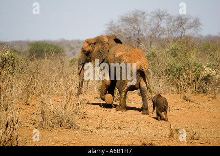 Elefante di vacca con vitello appena liberato dalla waterhole al Ngulia Rhino Santuario in Tsavo ovest del Parco Nazionale del Kenya Foto Stock