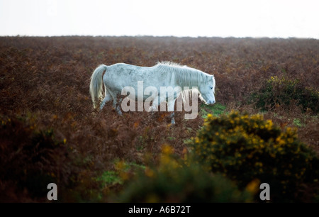 Un pony selvatici su Offa s Dyke sull'inglese Welsh Border vicino a Church Stretton Shropshire REGNO UNITO Foto Stock