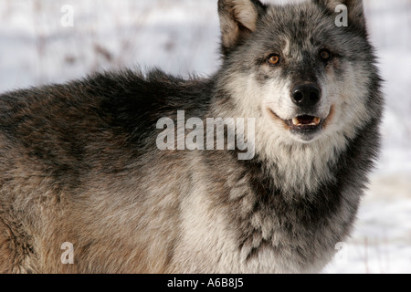 Legno nero Wolf nel nord del Minnesota Foto Stock