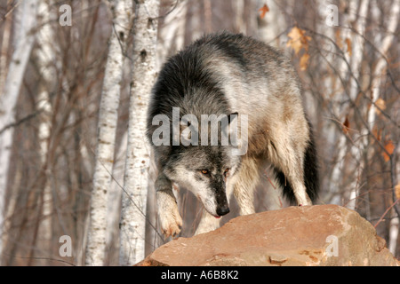 Legno nero Wolf nel nord del Minnesota Foto Stock
