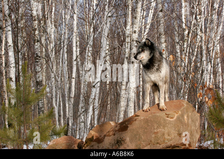 Legno nero Wolf nel nord del Minnesota Foto Stock