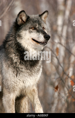 Legno nero Wolf nel nord del Minnesota Foto Stock