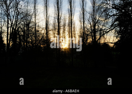 Alberi in un parco nel Regno Unito con sagome di rami con il tramonto dietro di esso presi in inverno dove vi è qualche leav Foto Stock