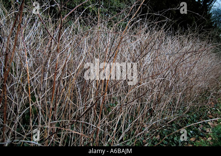 Una linea di erba alta in un parco di highbury in Birmingham Foto Stock