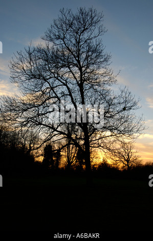 Alberi in un parco nel Regno Unito con sagome di rami con il tramonto dietro di esso presi in inverno dove vi è qualche leav Foto Stock