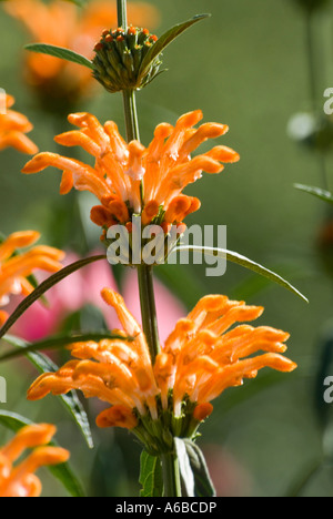 I fiori d'arancio dell'arbusto della prateria sudafricana, Leonotis leonorus noto anche come coda di leone e dagga selvatica, sono in fiore. Conosciuto come una droga. Foto Stock