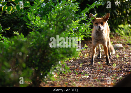 British urban fox in London Park Regno Unito Foto Stock