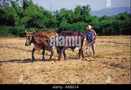 Agricoltore campi di aratura con buoi nei pressi di Vinales in Pinar del Rio Provincia in Cuba Foto Stock