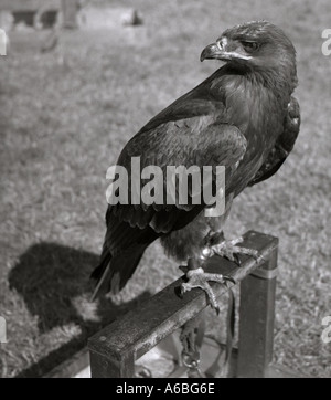 Giovani Golden Eagle sul pesce persico al display di falconeria famiglia Falconidae Aquila chrysaetos Foto Stock