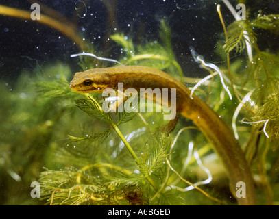 Femmina di tritone comune shot in piccolo serbatoio di contenimento con close up attrezzatura utilizzando la luce naturale famiglia Salamandridae Triturus impugnatura Foto Stock