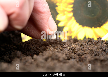 Stretta di mano di piantare un seme di girasole nel suolo in un vassoio di sementi Foto Stock