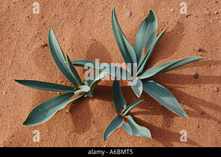 Non piante in fiore di Iris petrana o nero iris, Jordan fiore nazionale, nel Wadi Rum Area Protetta, Giordania Foto Stock