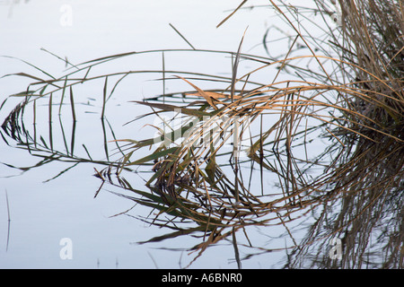 Ance e riflessioni a Leighton Moss a Royal Society per la protezione degli uccelli riserva vicino Silverdale Lancashire Foto Stock